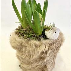 A pot of hyacinths